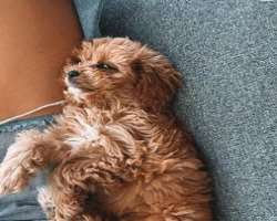 She is an animal lover and often shares her cats and dogs photos on her Instagram.